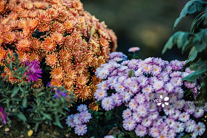 南京中山植物园菊花展图片素材
