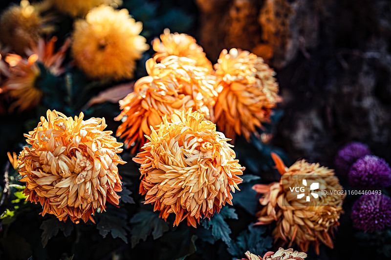 南京中山植物园菊花展图片素材