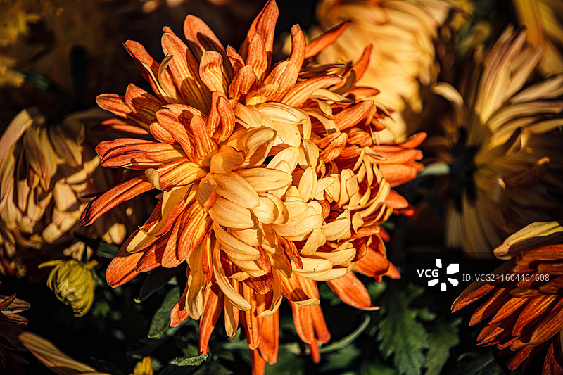 南京中山植物园菊花展图片素材