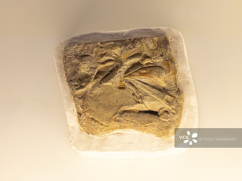 爪齿鱼 云南曲靖 泥盆纪 国家海洋博物馆图片素材