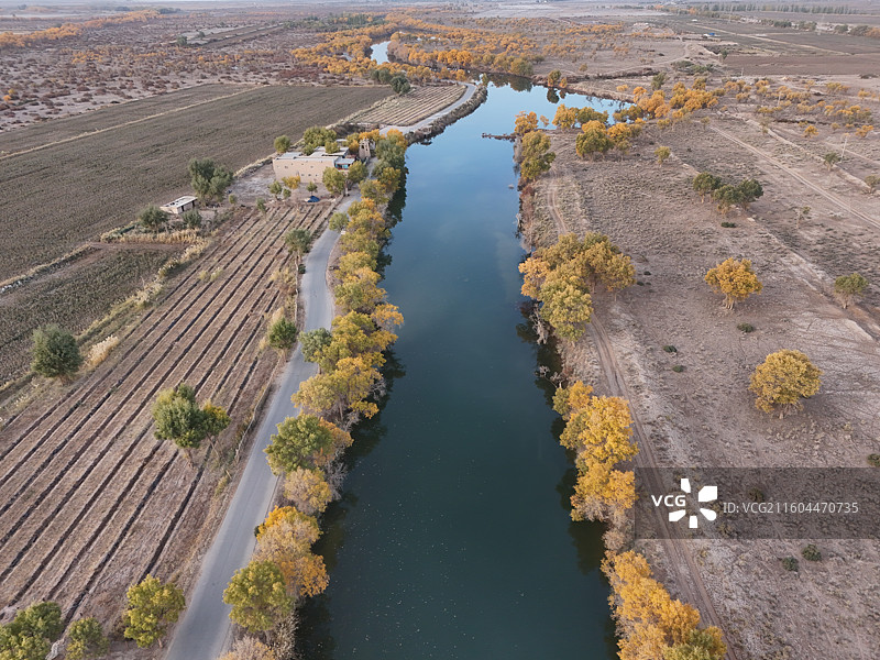 巴楚红海胡杨林秋色图片素材