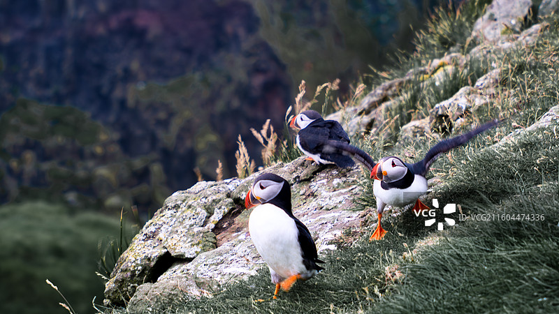 puffin小鸟图片素材