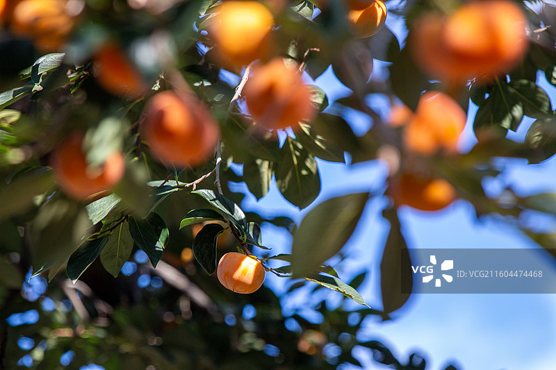 老舍故居丹柿小院的柿子图片素材