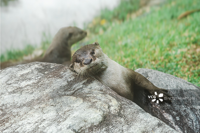 新加坡 南洋理工大学 水獭情侣图片素材