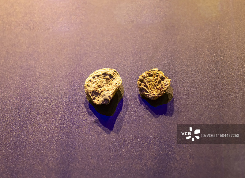 牡蛎 美国德州 白垩纪 国家海洋博物馆图片素材