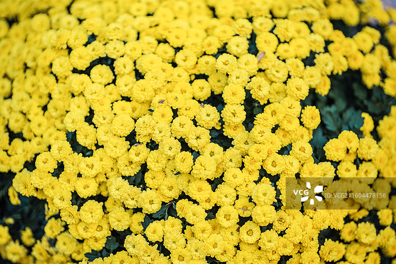 南京中山植物园菊花展图片素材