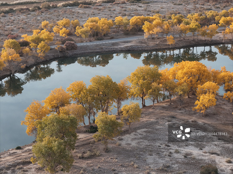 巴楚红海胡杨林秋色图片素材