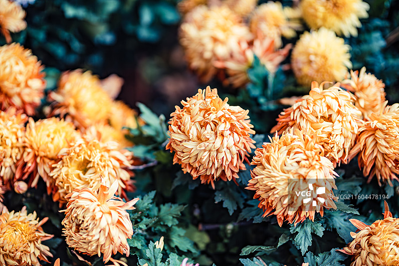 南京中山植物园菊花展图片素材