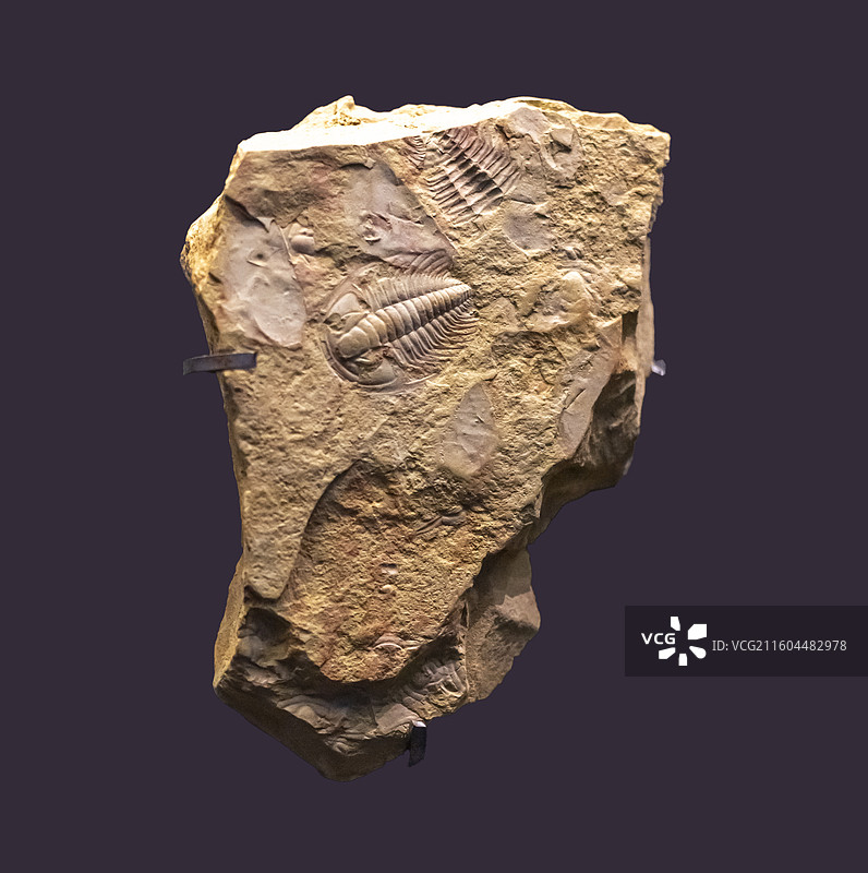 马氏莱德利基 国家海洋博物馆图片素材