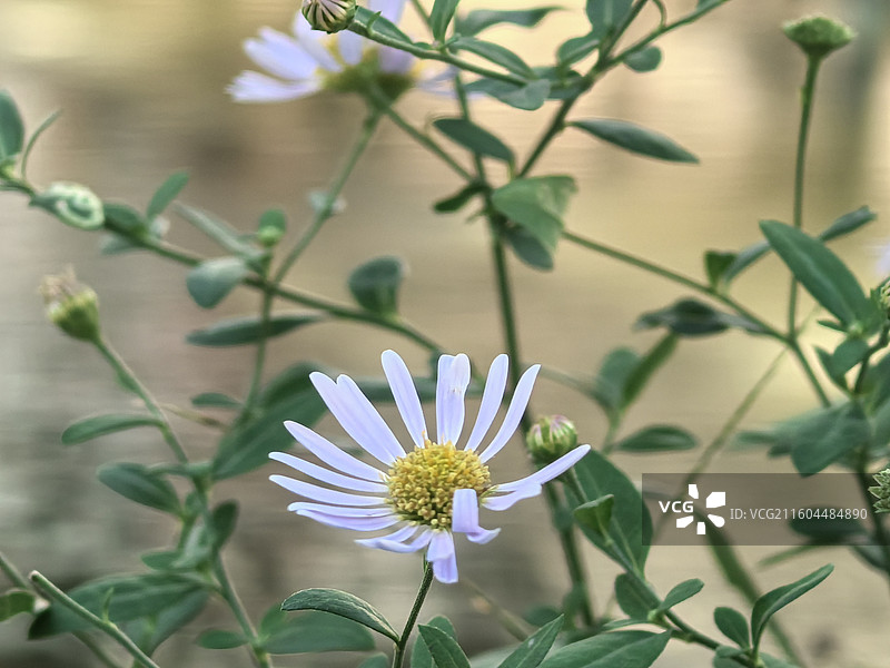 马兰花图片素材