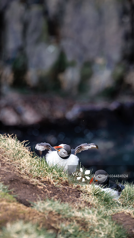 puffin小鸟图片素材
