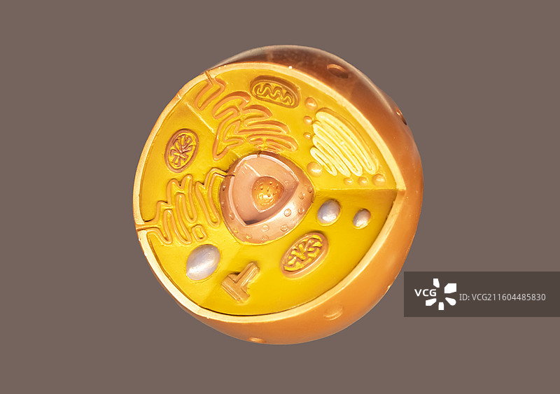 真核细胞 模型 国家海洋博物馆图片素材