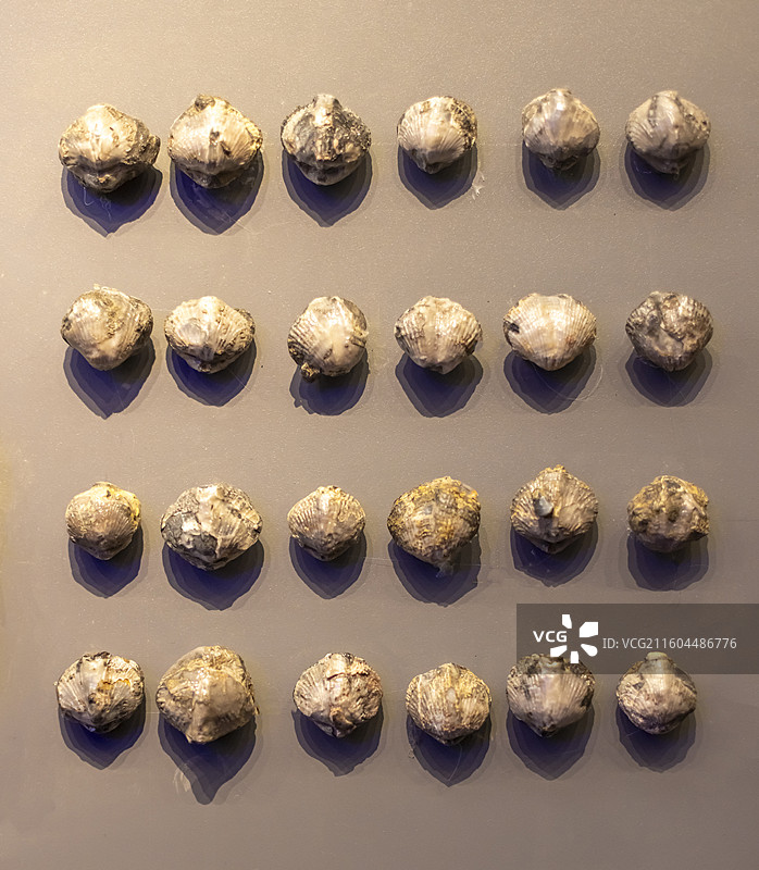 无洞贝 新疆 石炭纪 国家海洋博物馆图片素材