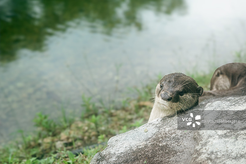 新加坡 南洋理工大学 水獭情侣图片素材