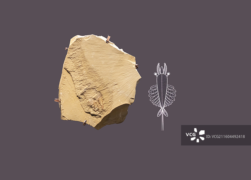 大型节肢动物奇虾类 国家海洋博物馆图片素材