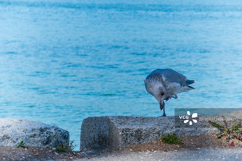 加拿大斯坦利公园的海鸥图片素材