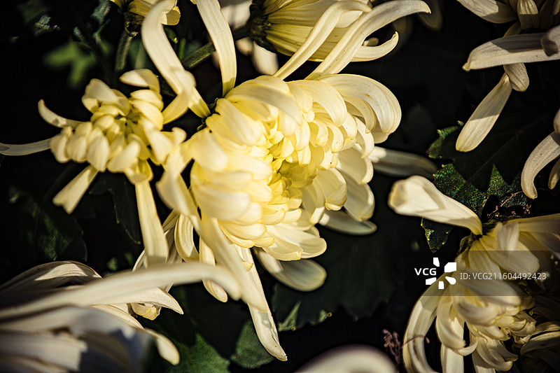 南京中山植物园菊花展图片素材