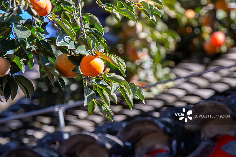 老舍故居丹柿小院的柿子图片素材