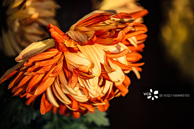 南京中山植物园菊花展图片素材