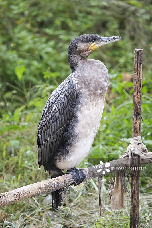 微山岛上的鱼鹰图片素材