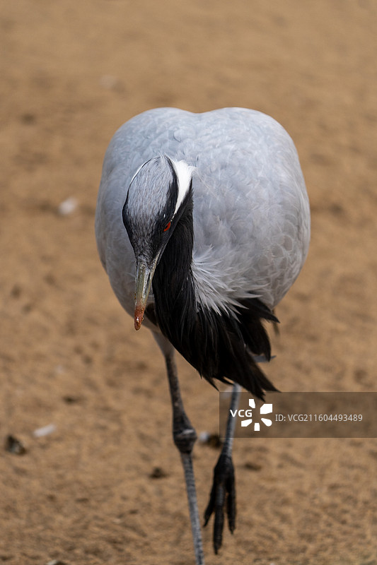 东营黄河入海口生态旅游风景区图片素材