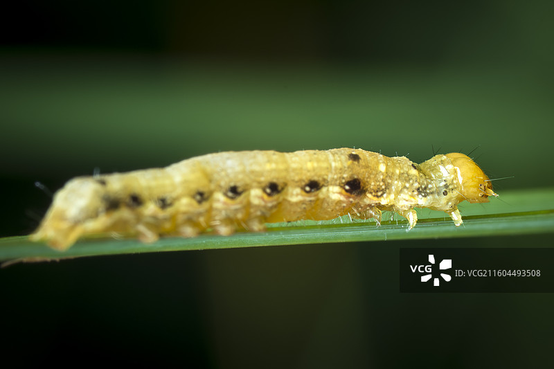 斜纹夜蛾幼虫图片素材