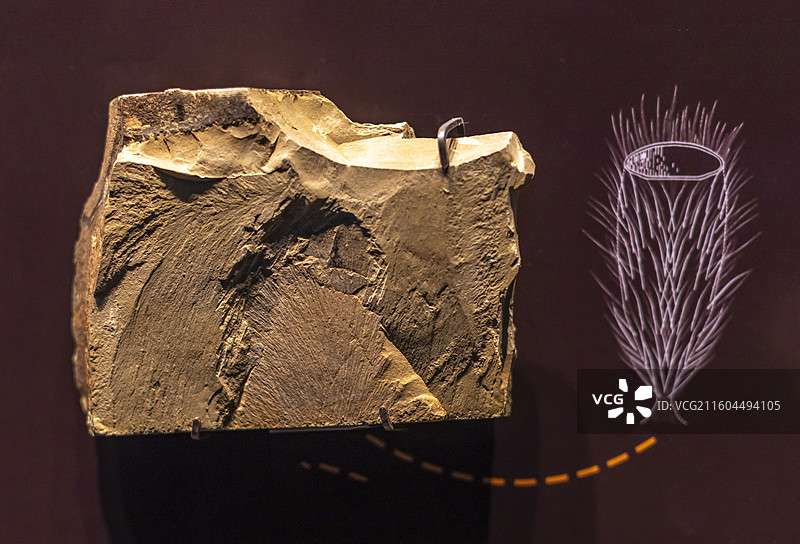 软骨海绵 国家海洋博物馆图片素材