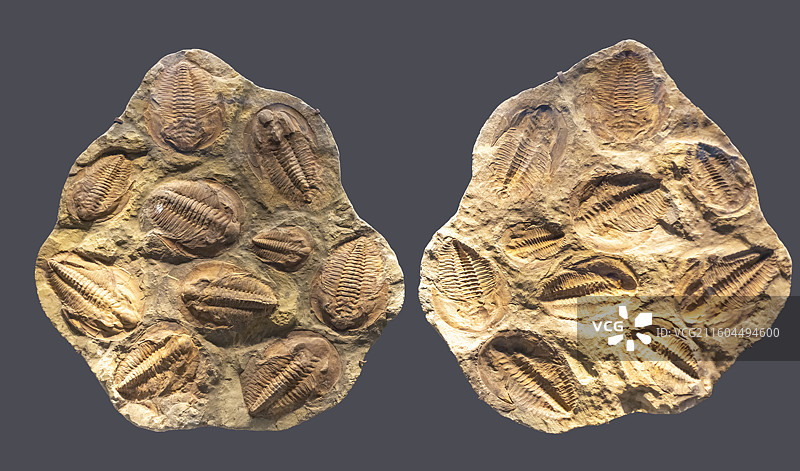三叶虫 摩洛哥 古生代 国家海洋博物馆图片素材