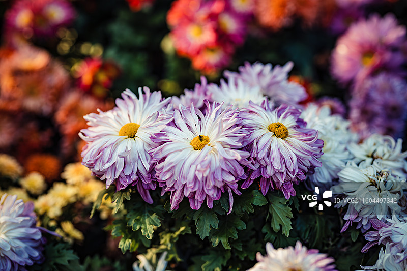 南京中山植物园菊花展图片素材