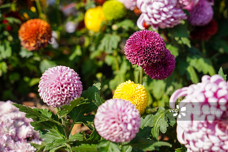 武汉市第42届金秋菊展武汉动物园展区图片素材