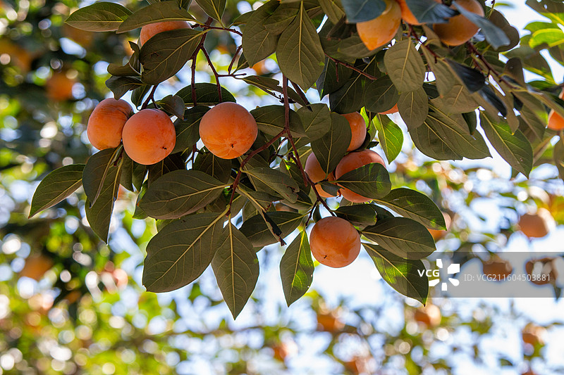 老舍故居丹柿小院的柿子图片素材