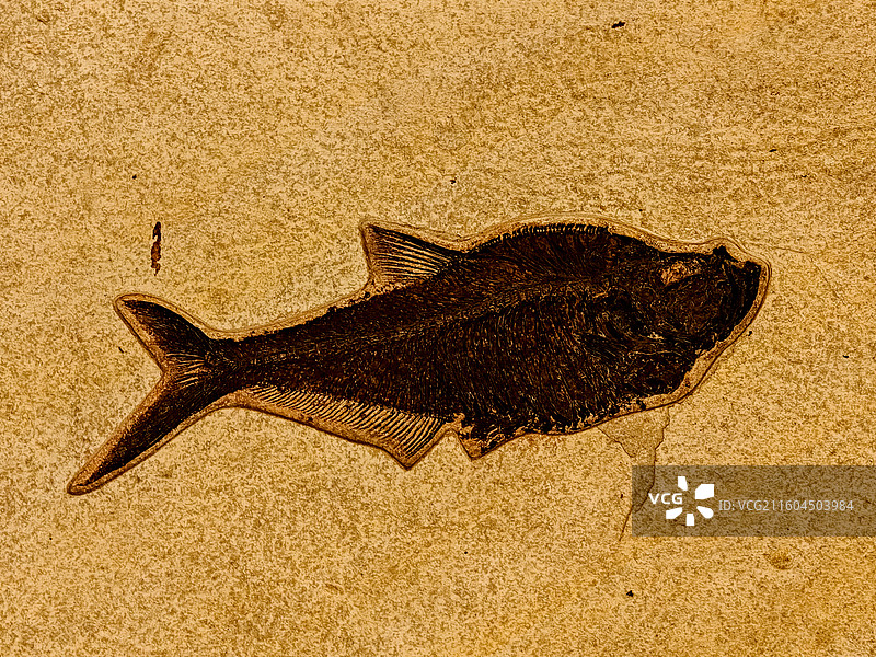 鱼化石图片素材