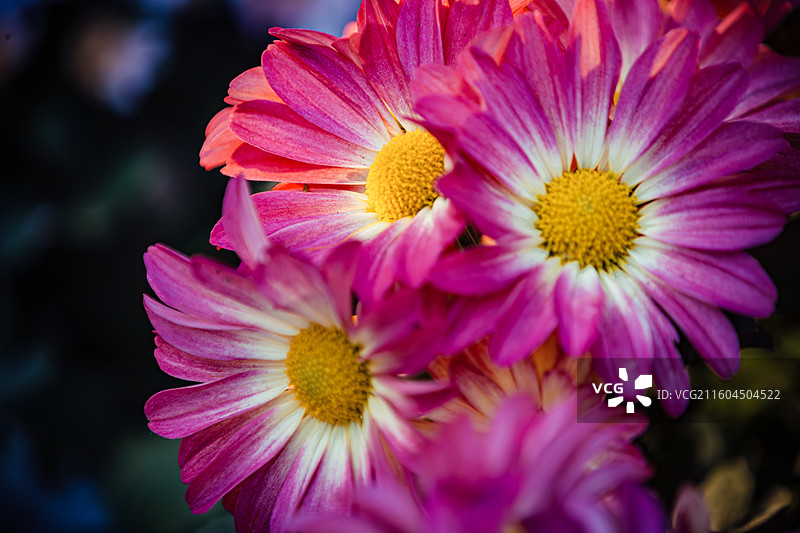 南京中山植物园菊花展图片素材