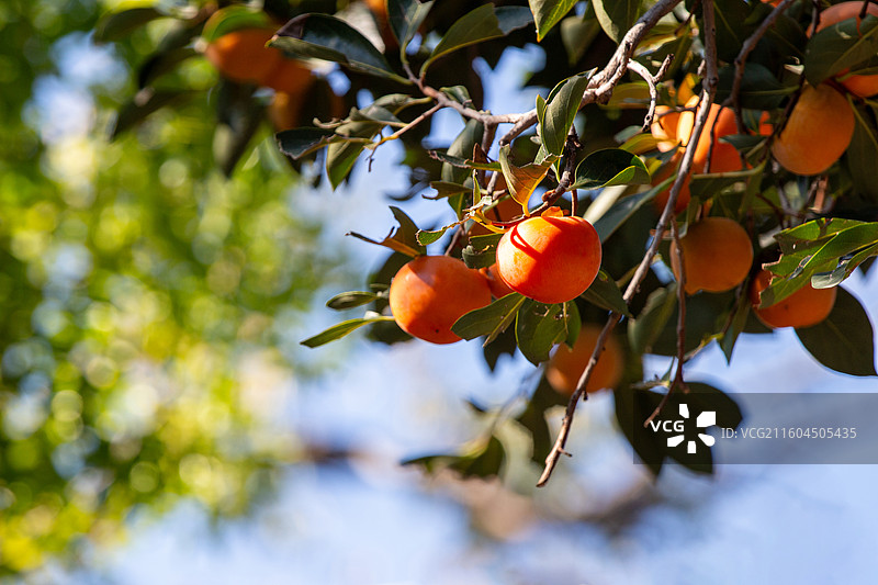 老舍故居丹柿小院的柿子图片素材