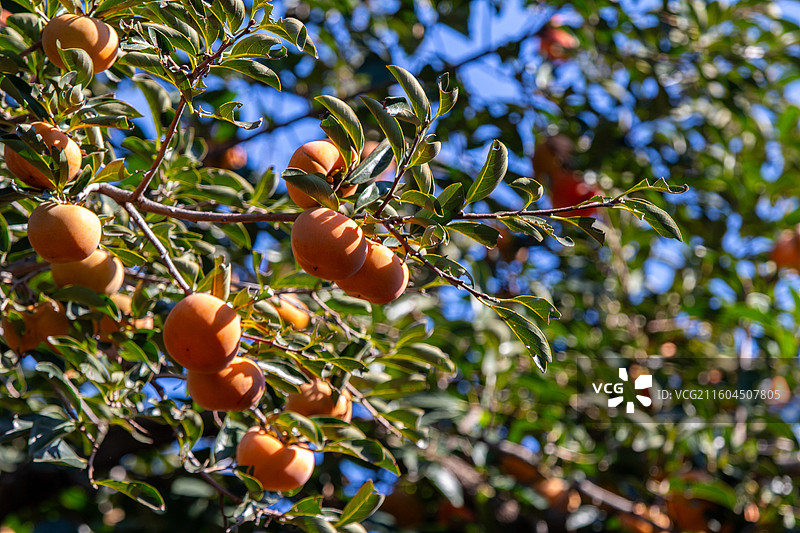 老舍故居丹柿小院的柿子图片素材