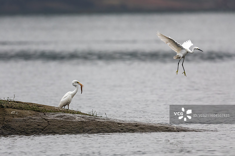 重庆迎龙湖湿地公园鸟类图片素材