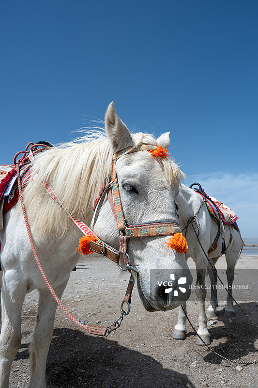 青海湖悠然的马儿图片素材