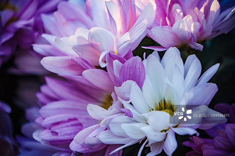 南京中山植物园菊花展图片素材