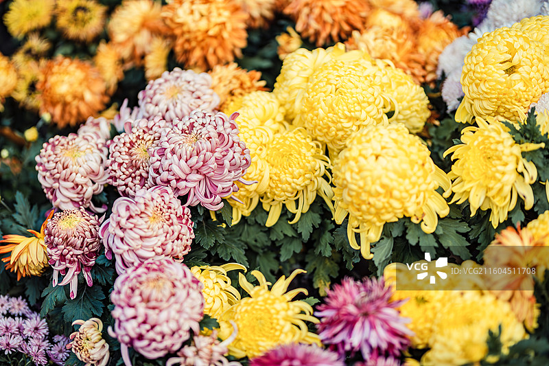 南京中山植物园菊花展图片素材