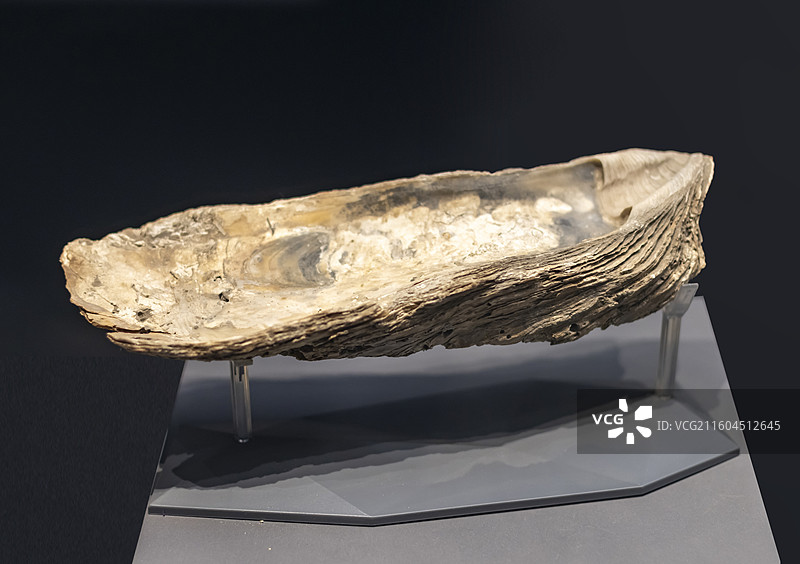 牡蛎礁 天津 全新世 国家海洋博物馆图片素材