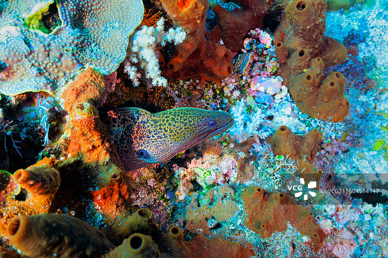 印度尼西亚科莫多海洋生物图片素材