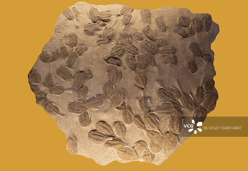 三叶虫 摩洛哥 泥盆纪 国家海洋博物馆图片素材