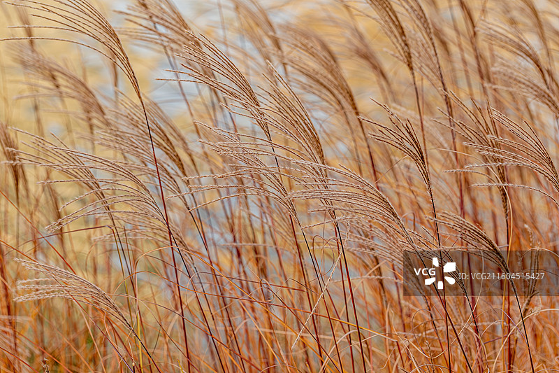 初冬傍晚湖边狼尾草的花穗图片素材