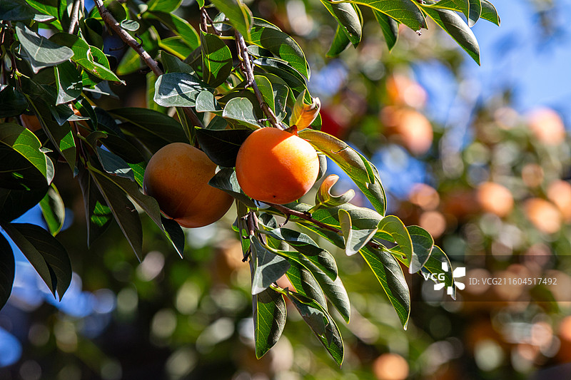 老舍故居丹柿小院的柿子图片素材