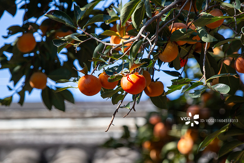 老舍故居丹柿小院的柿子图片素材