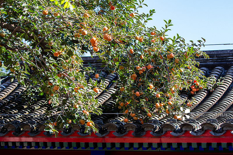 老舍故居丹柿小院的柿子图片素材