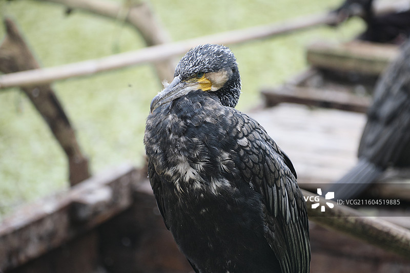 微山岛上的鱼鹰图片素材