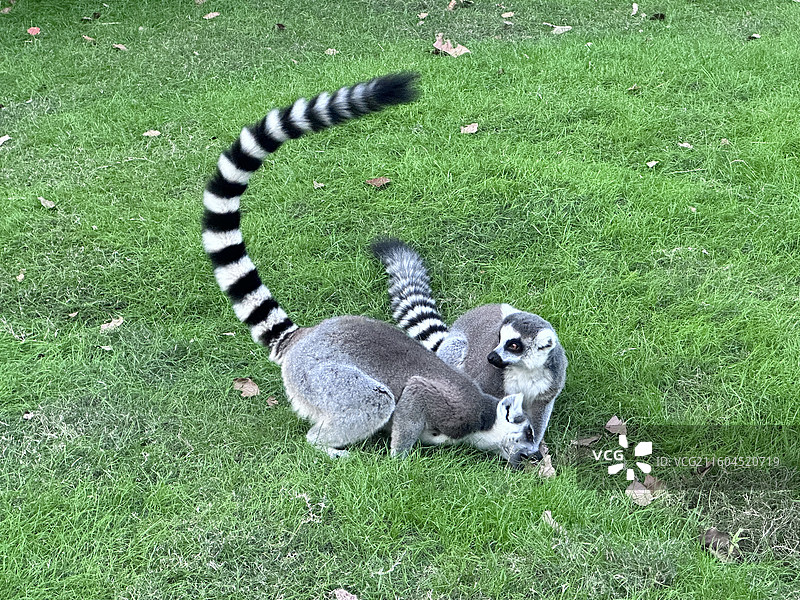 上海野生动物园环尾狐猴图片素材