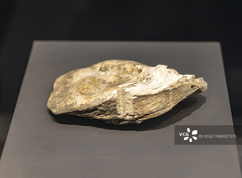 牡蛎礁 天津 全新世 国家海洋博物馆图片素材