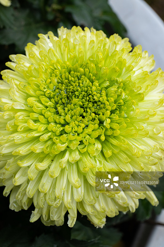 绿色的牡丹菊图片素材